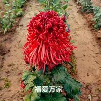 【福爱万家】大花富贵菊九月菊花苗盆栽适合室内外花开好看