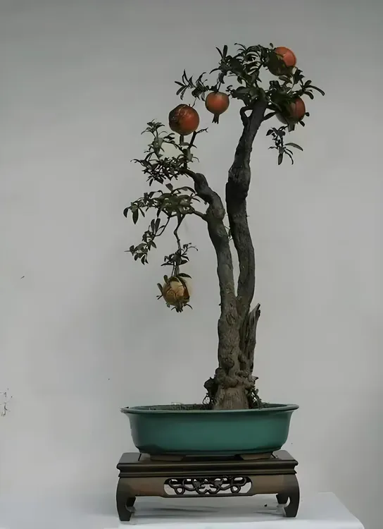 大红袍突尼斯精品盆景桩