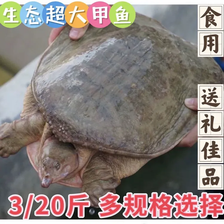 纯外塘放养高营养珍珠大甲鱼水鱼（直播间野生称重改价区王）