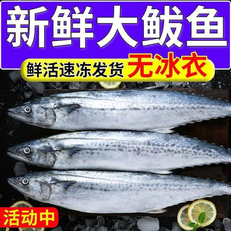 大鲅鱼大连燕鲅鱼新鲜海捕冷冻马鲛鱼海鱼3斤5斤顺丰包邮