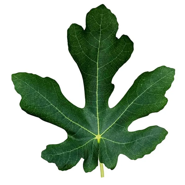 新鲜无花果叶子现摘现发可用于坐浴熏洗药用