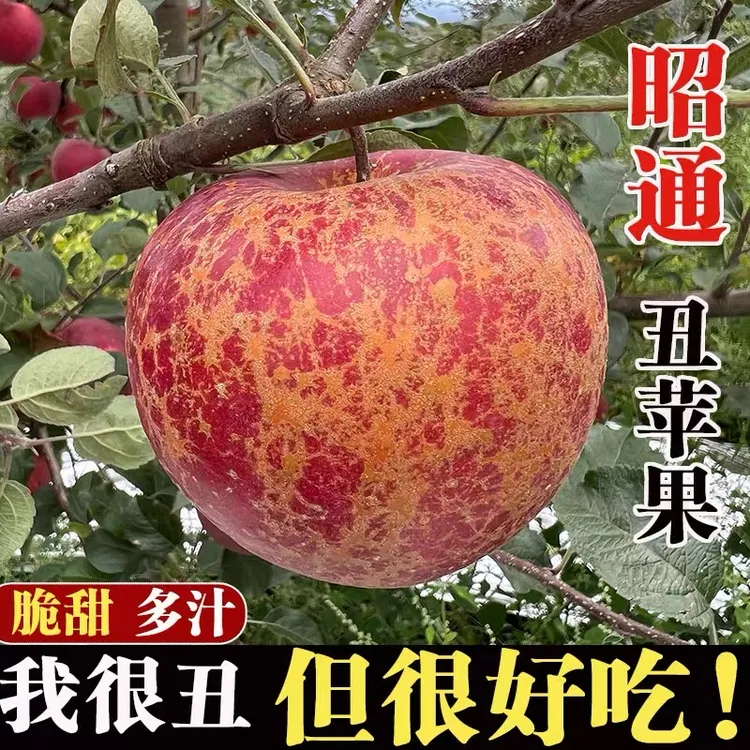 云南昭通冰糖心红富士苹果高山现摘脆甜多汁营养昭通苹果丑苹果