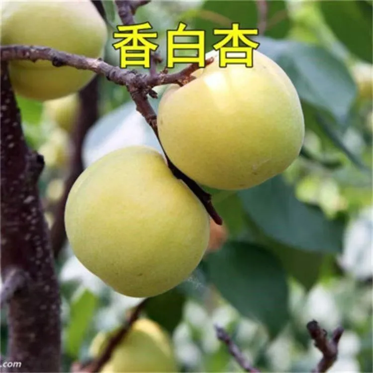 嫁接香白杏果树苗南方北方庭院四季种植杏树苗盆栽地栽耐寒杏树苗