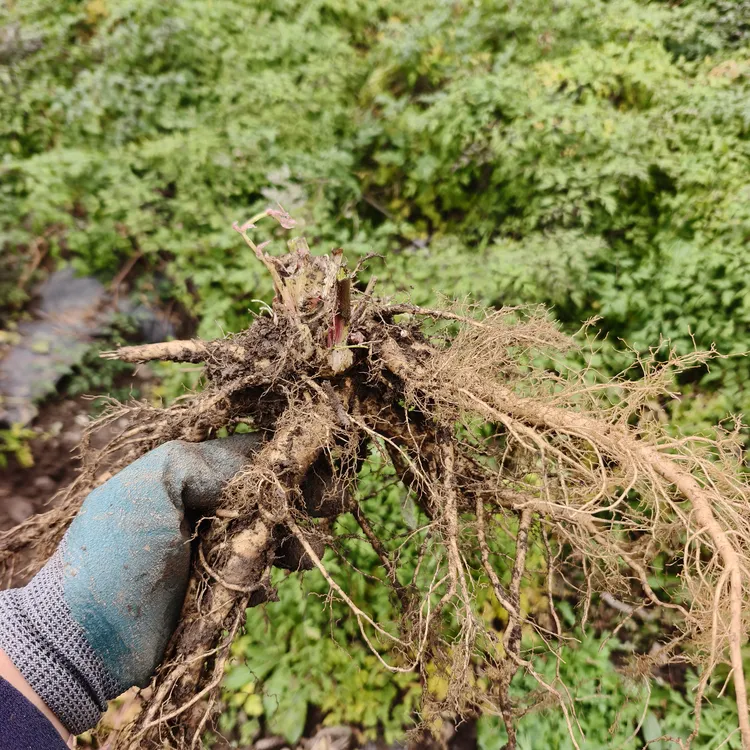 甘肃高原高山岷县当归药当归整条现挖现发买500克送100克包邮