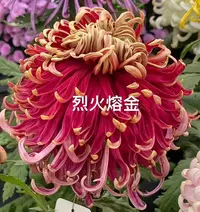 【烈火熔金】大花富贵菊九月菊花苗盆栽适合室内外花开好看