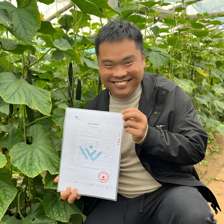 （地头价）无公害农家肥农家自种黄瓜现摘现发，产地直发，生吃黄瓜