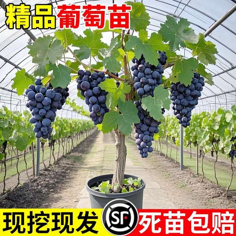 巨峰葡萄树苖无核阳光玫瑰蓝宝石果树果苗南北方耐寒盆栽庭院爬藤