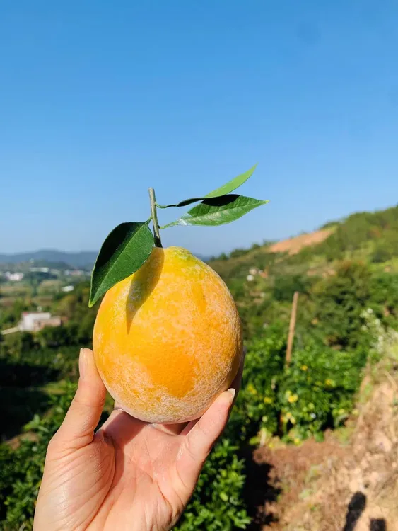 【超实惠】江西赣南脐橙石灰橙实惠小果10斤装邮政包邮