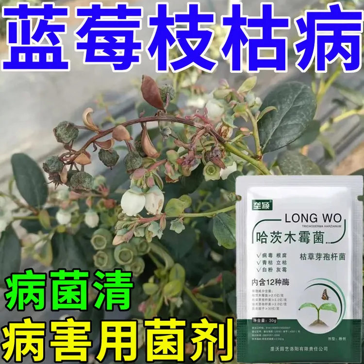 蓝莓枝枯病微生物菌剂枯枝病枯叶病枝腐病灰霉病僵果病专用水溶肥