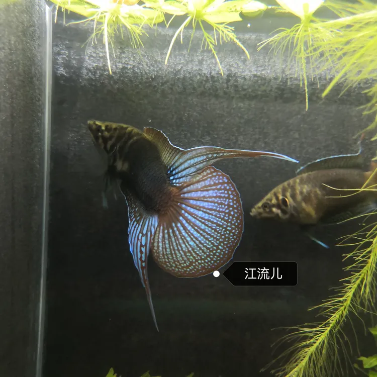 中国斗鱼圆尾斗鱼原生鱼冷水鱼免打氧鱼观赏鱼
