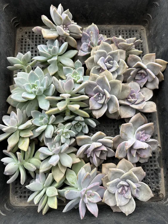 多肉砍头苗 7天内发货