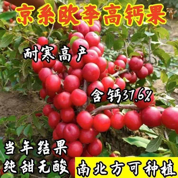 耐寒欧李树苗高钙果树苗南北方种植大果植结果中华钙果网红植物