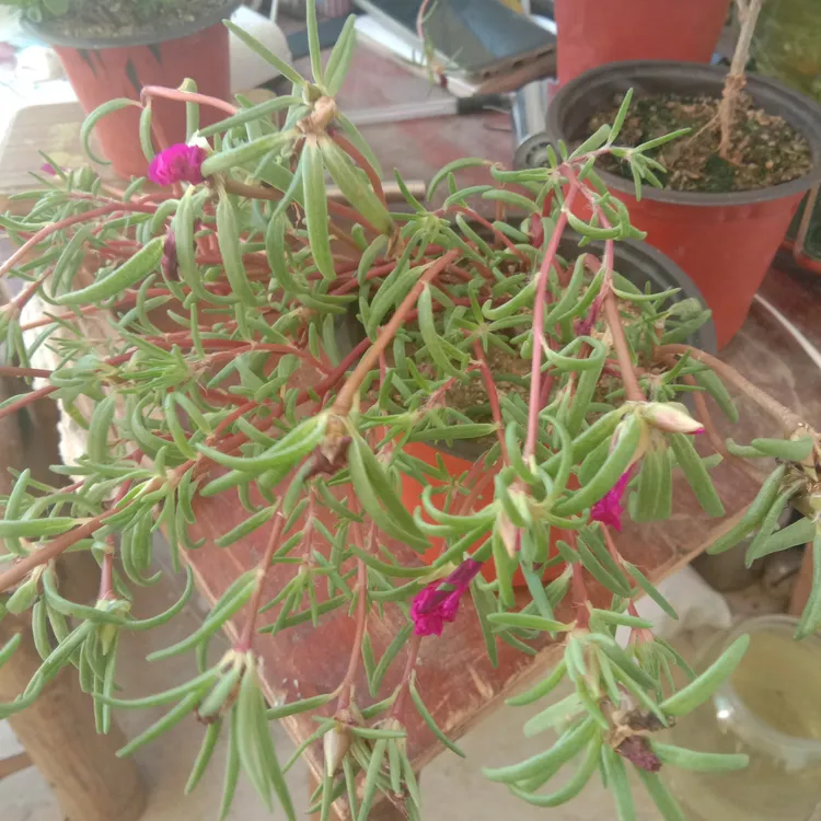 多色重瓣太阳花老桩多年生耐热适合室内外种植花卉绿植