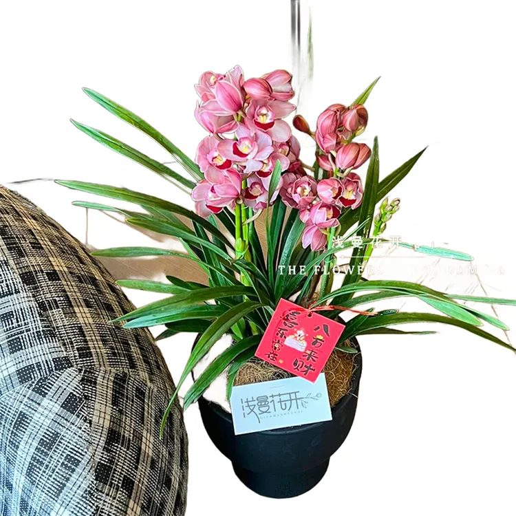 [烟台实体花店】蝴蝶兰盆栽真鲜花开业乔迁年宵花卉小时直达基地送