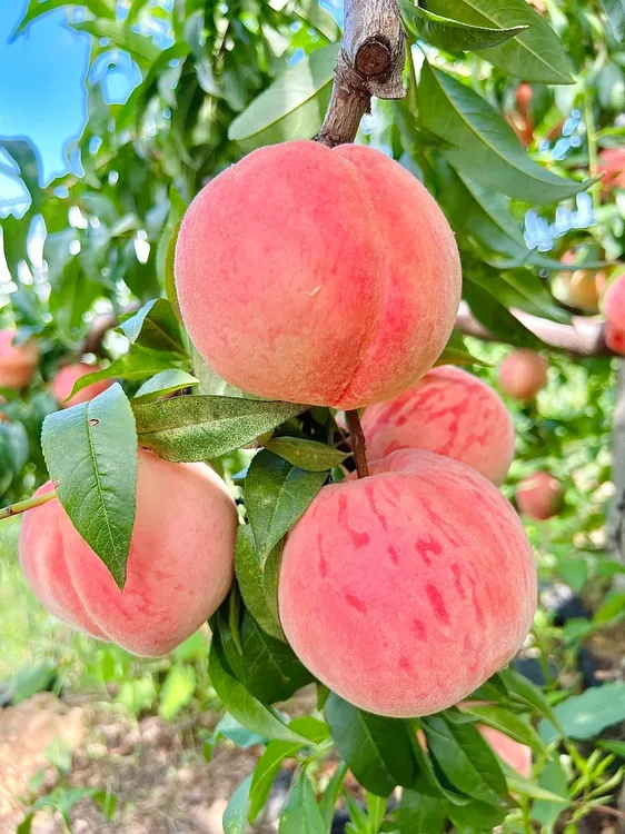 蒙阴脆桃新鲜无公害种植果园现摘现发