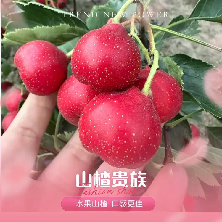 山楂鲜果晋甜红偏甜口新鲜水果山楂山西绛县山楂基地2025现摘现发