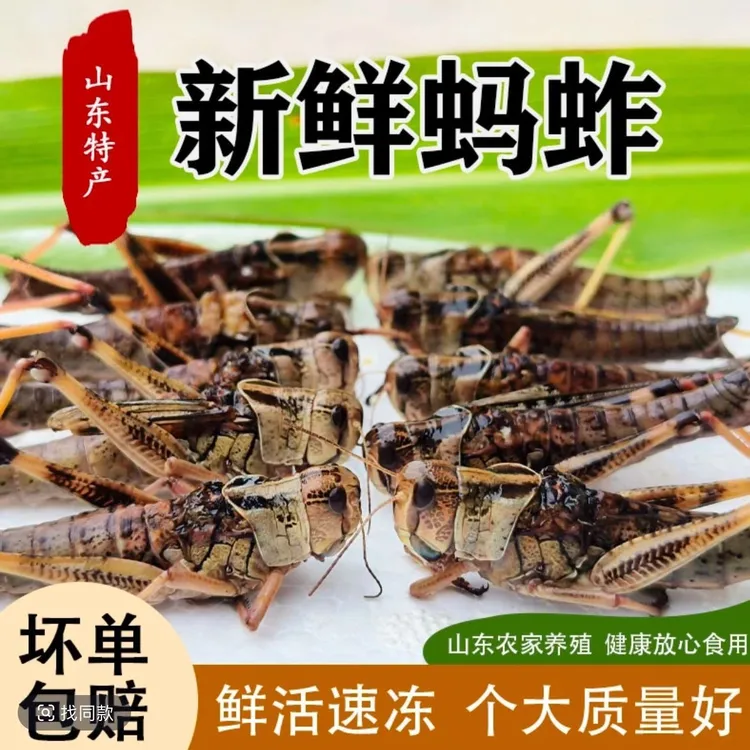 新鲜去翅带籽纯母蚂i蚱东亚飞蝗食用昆i虫批发包邮