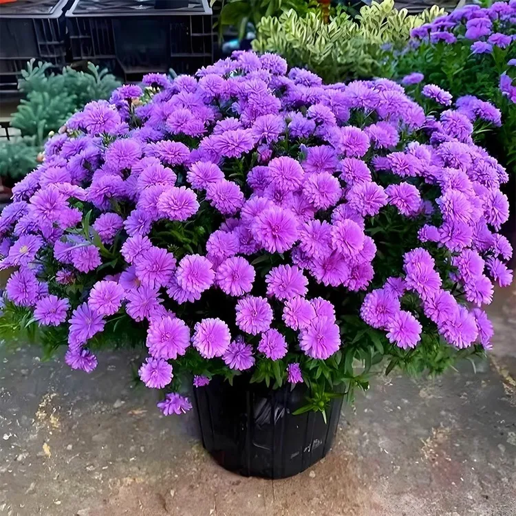 【紫菀】小卡罗荷兰菊盆栽小带花苞阳台庭院多耐寒耐热花卉小雏菊