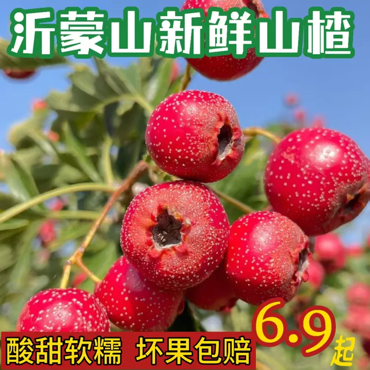 2025年沂蒙山新鲜现摘山楂果红果酸甜可口沂蒙山产地直发