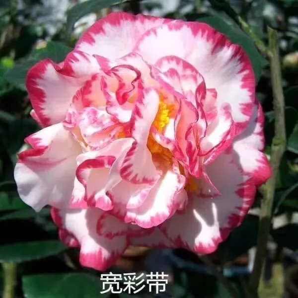 名贵山茶花盆栽树苗经典大花型室内阳台花卉绿植
