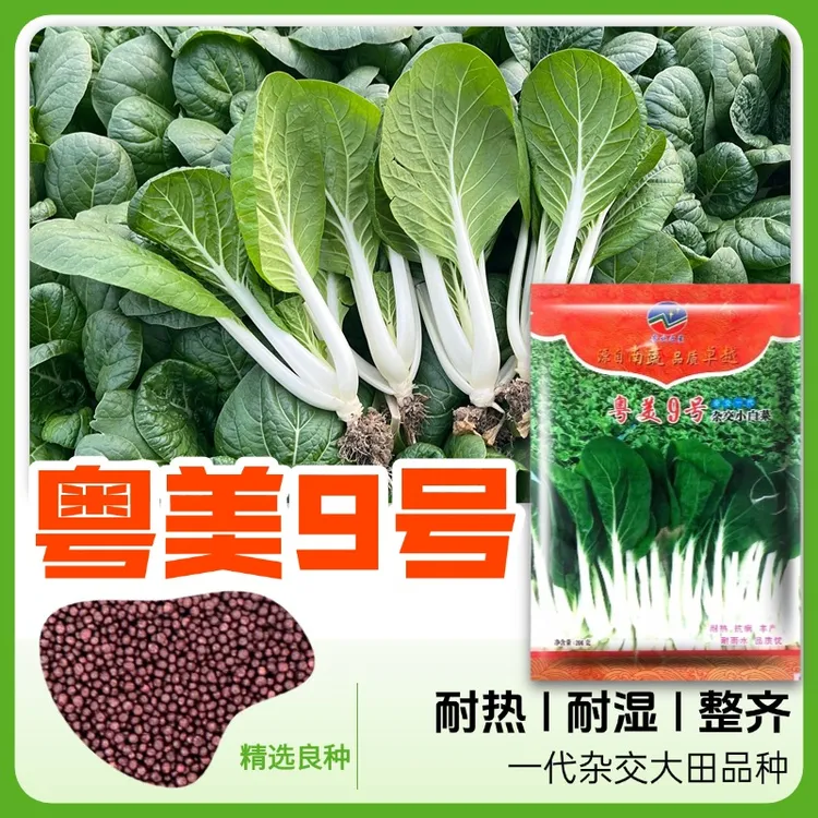 【200克】粤美9号杂交黑叶小白菜种子、耐热耐雨水抗病高产大田品种