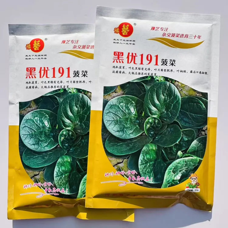 河南老品种趴地菠菜种子黑优191圆叶菠菜籽种耐寒秋冬趴地波莱种