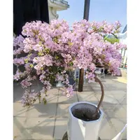 【苹果花】三角梅四季开花可爬藤可垂丝不带花
