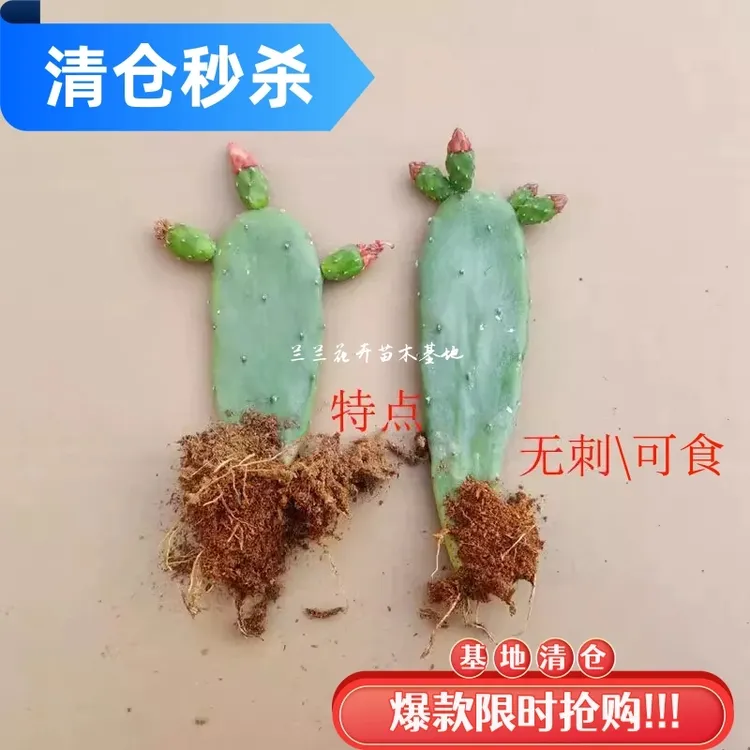 可食用无刺仙人掌盆栽开花红果植物绿植盆景庭院多肉清仓大甩卖