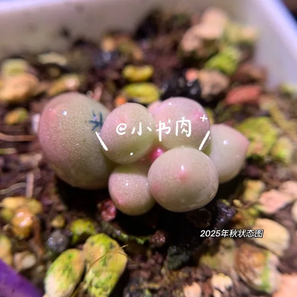 米可奶酪叶插苗一物一拍 多肉叶片小苗多头迷你韩国滚滚奶酪黄透