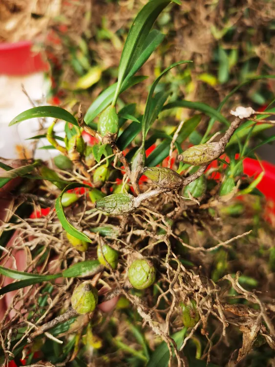双叶圆果石橄榄 煲汤食材