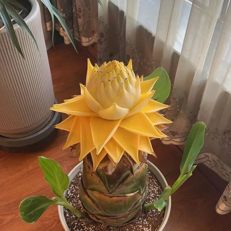 云南特色地涌金莲五树六花之一高档巨型花卉绿植室内庭院