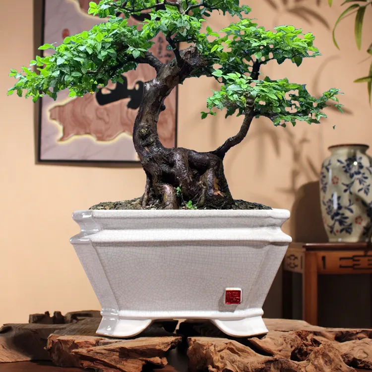 和陶大口径方形冰裂纹花盆适合盆景老桩室内绿植造景