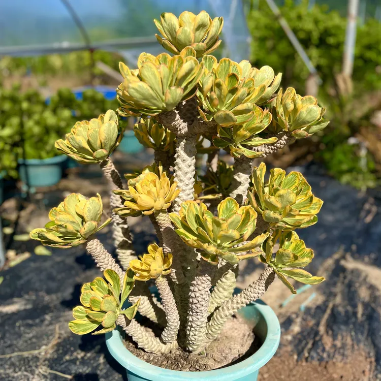 大型绿植盆栽黄色扇贝麒麟锦多肉植物老桩耐高温庭院耐热沙生植物