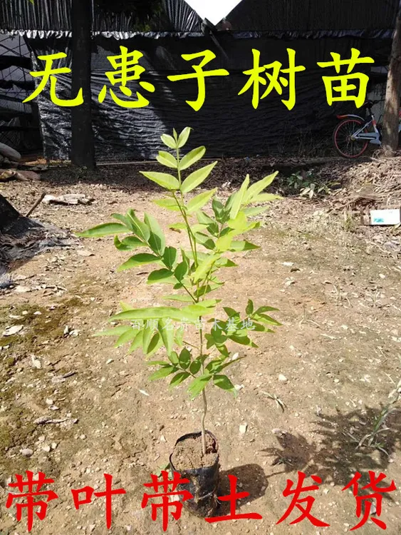 无患子树苗 鬼见愁树苗 洗手果树苗 庭院地栽盆栽带叶带土发货