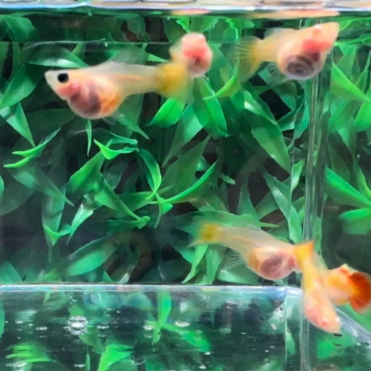 皇家落日 球体玻璃猫【偏远勿拍，报损提供派件2小时内开箱视频】