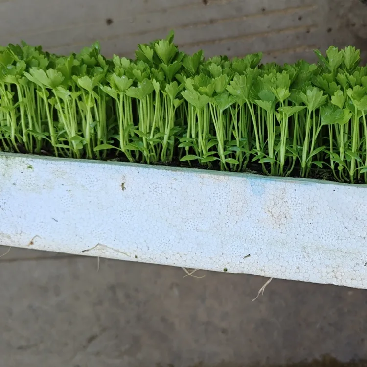 绿杆空心小香芹苗