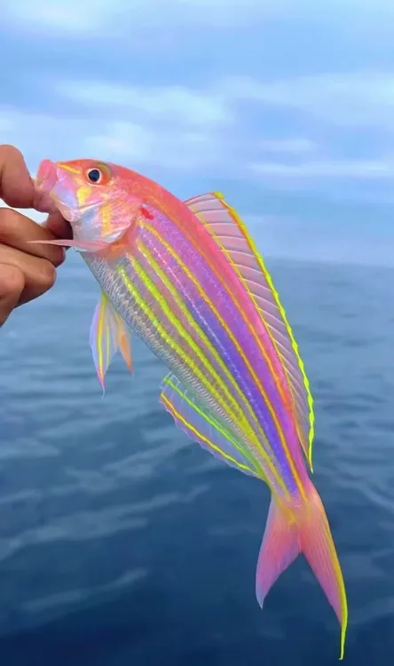 电白特产博贺港深海天然金丝鱼刀鲤鱼钓口红杉鱼海钓金线鱼冰鲜海