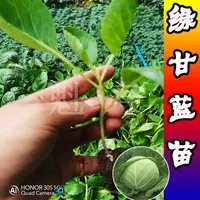 球心甘蓝苗秧苗花菜花苗子西兰花种子苗四季南方盆栽阳台菜苗