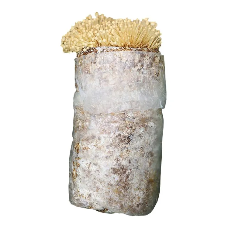 金针菇菌包蘑菇菌种子菌菇种植包平菇香菇磨菇种自种菌种家庭家种