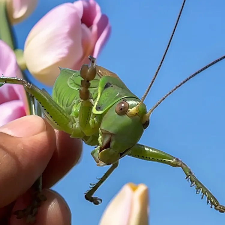 烟台蝈蝈包死包大腿  签收10小时内发完整视频以便理赔