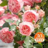 天狼月季 夏日花火 自育月季玫瑰 多季节灌木花园庭院易养