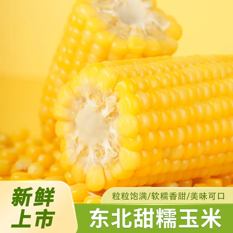 【25年头茬】黑龙江寒地黑土地甜糯精选黄玉米真空金铝箔包装10支