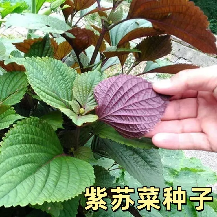 紫苏种子蔬菜种籽四季播种室外菜园阳台室内盆栽蔬菜紫苏种籽商品图