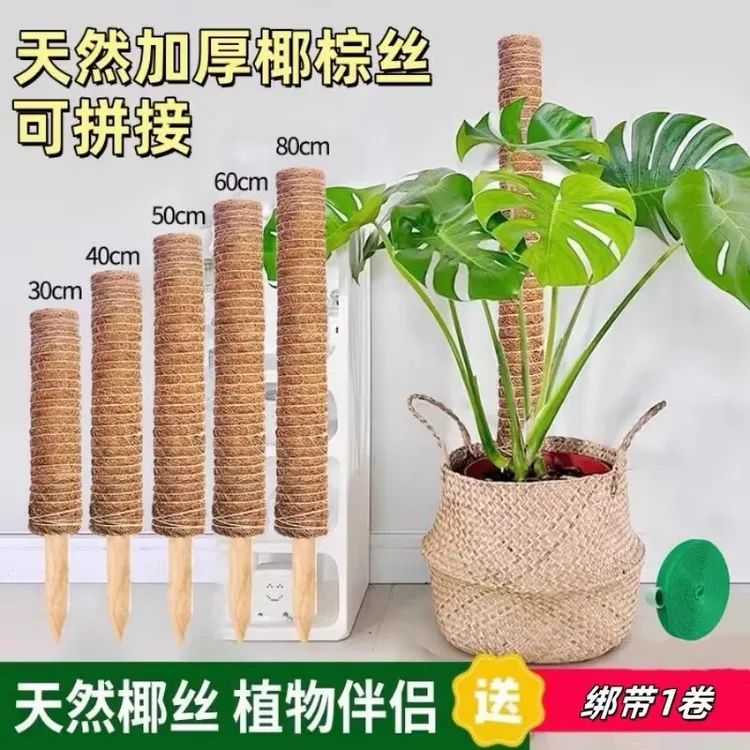 绿箩攀爬柱椰棕棒龟背竹支撑杆固定架植物爬藤花架棕榈皮椰丝苔藓