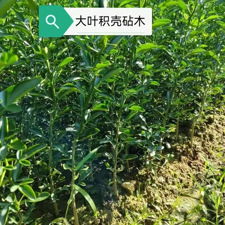 积橙砧木大叶积壳实生苗直生苗高市早苗当选首相