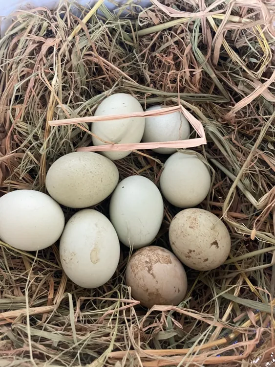 湖南益阳沅江农家散养绿壳土鸡蛋自产自销正宗