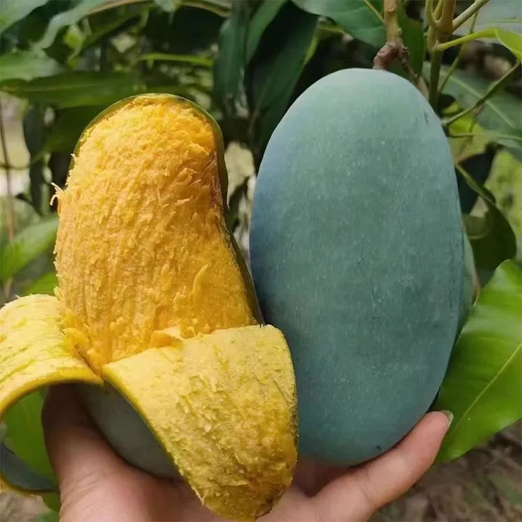 田东芒果桂七香芒青皮芒果广西特产水果百色青皮芒果
