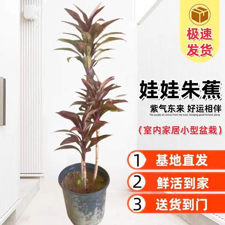 娃娃朱蕉 室内客厅摆放净化空气好养观叶植物一物一拍