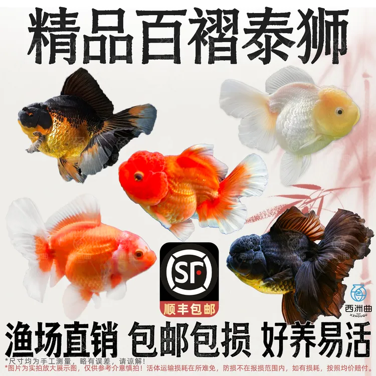 金鱼泰狮观赏鱼兰寿百褶新手鱼好养耐活宠物活鱼淡水鱼鱼观赏鱼
