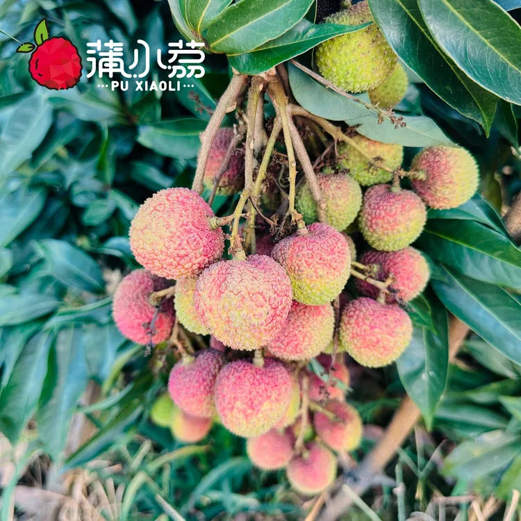 蒲小荔【顺丰全国包邮】合江荔枝四川合江现摘现发妃子笑荔枝